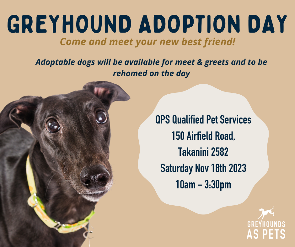 Auckland Greyhound Adoption Day 2023 Greyhounds as Pets